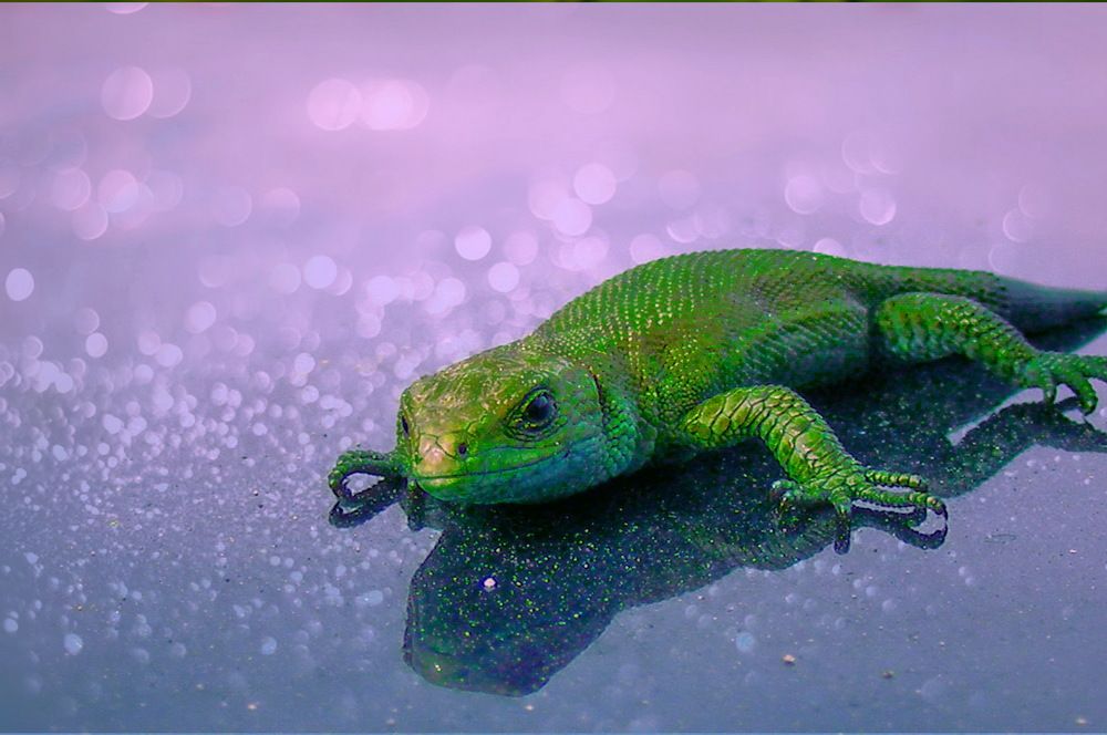 Ящерица, чистый изумруд