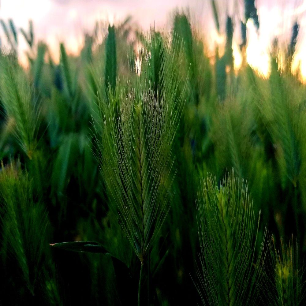 Sunset behind the wheat flower