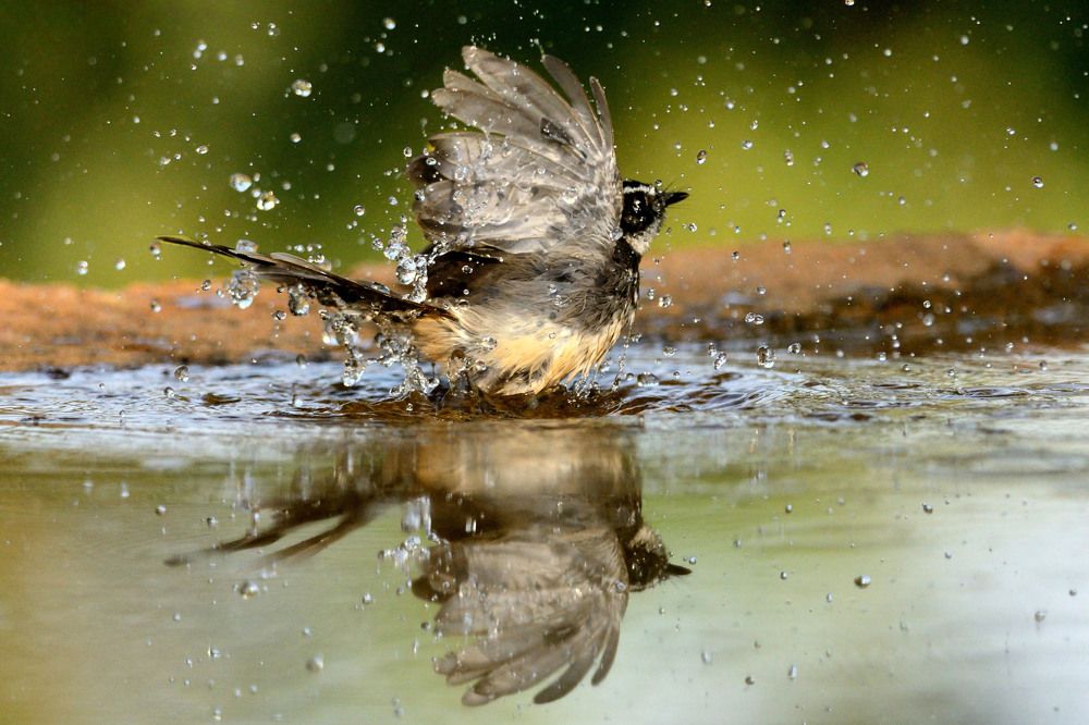 Photograph by Sanjoy Adak