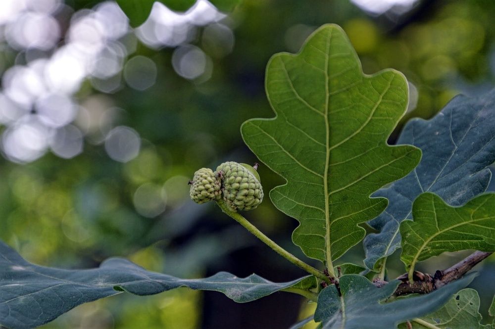 Photograph by Oleg Kipkaev