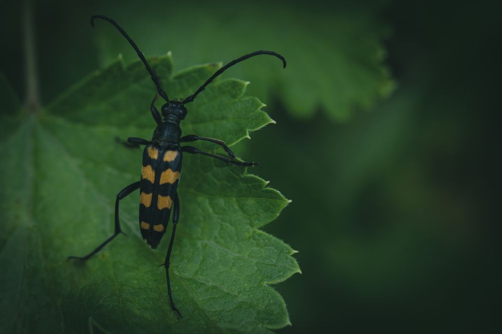 Photograph by Бравичева Анастасия