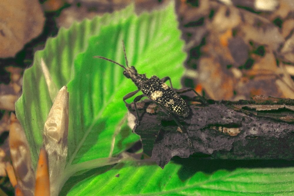 Photograph by Roman Popov