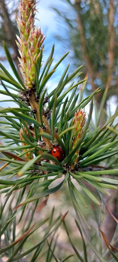 Photograph by Галина Беляева