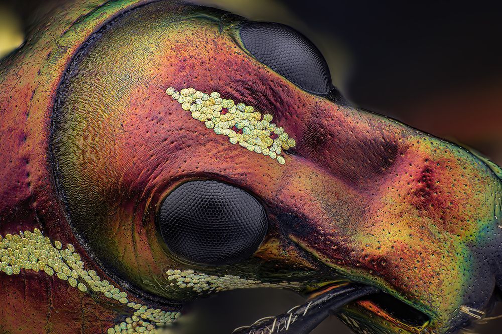 Pachyrrhynchus speciosus