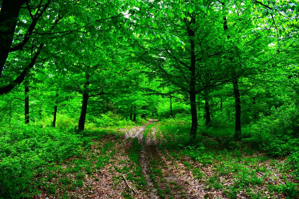 Photograph by Raduca Cosmin