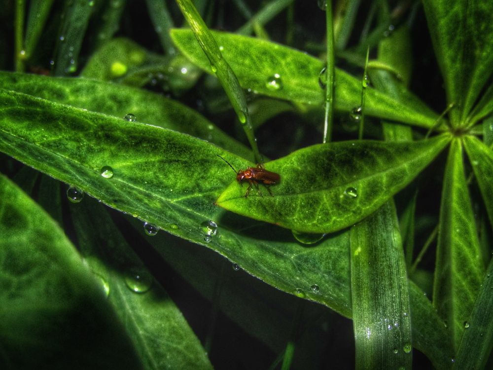 Photograph by Юлия Чиклеева