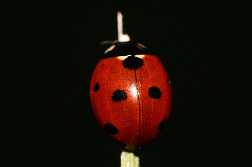 Ladybug