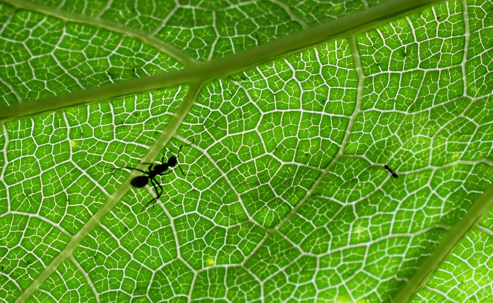 Photograph by ACHINTYA DAN