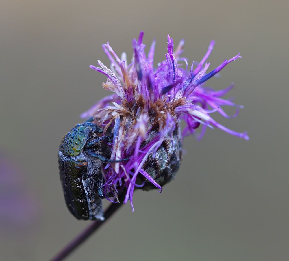 Photograph by Анатолий Васильев