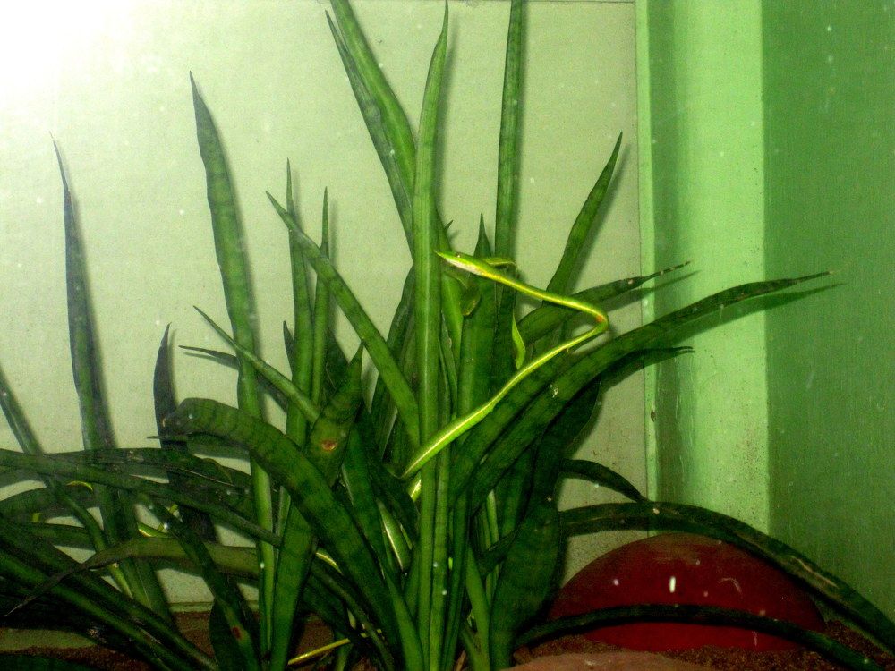 Photograph by Susmita Paul