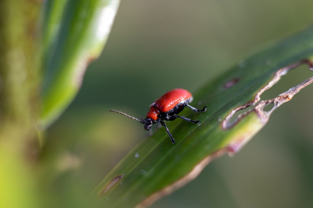 Photograph by Irina Chekanov