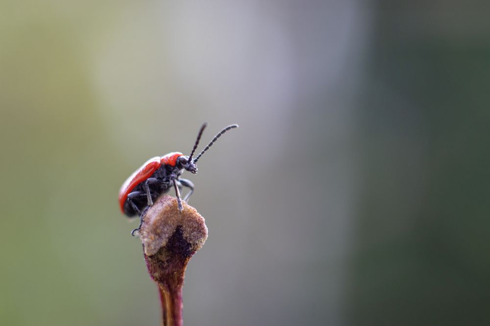 Photograph by Irina Chekanov