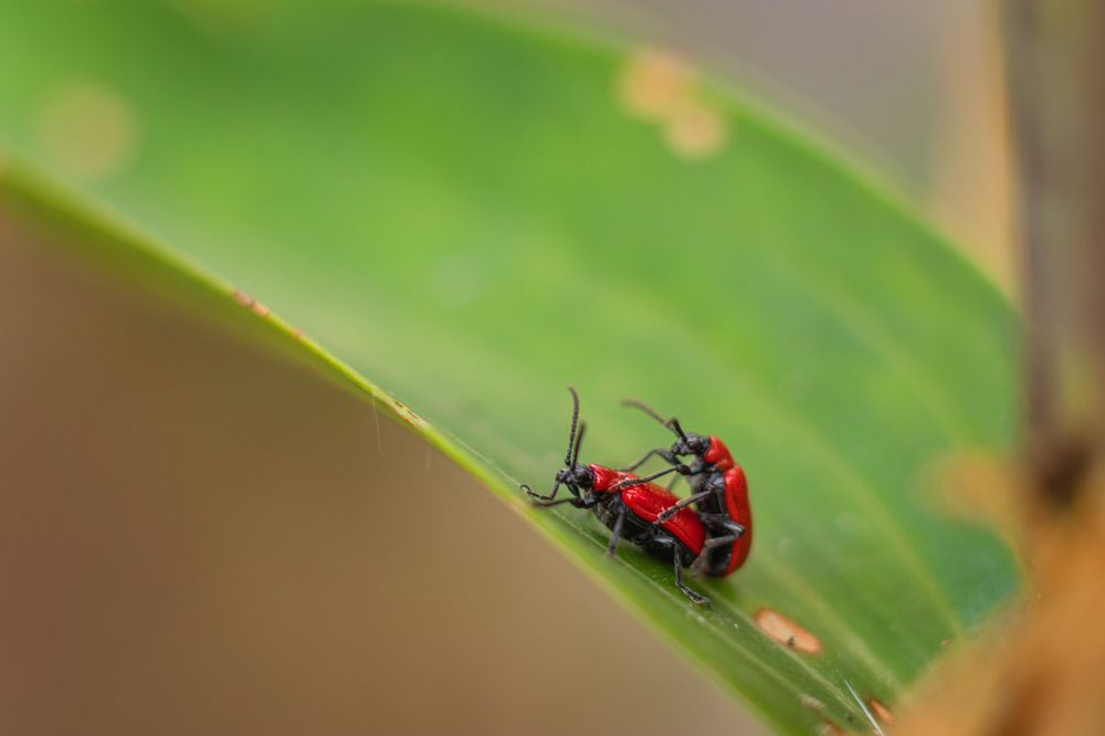 Photograph by Irina Chekanov