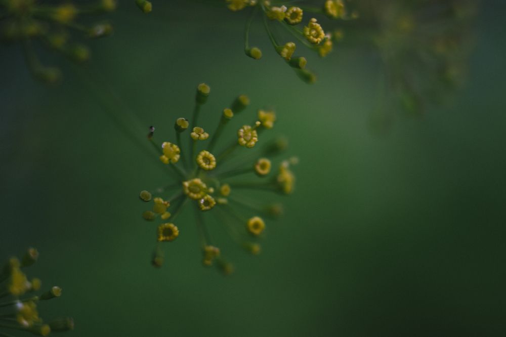 Photograph by Irina Chekanov