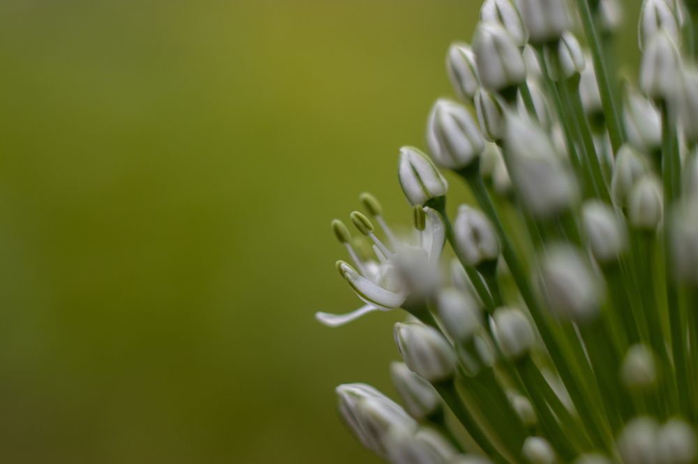 Photograph by Irina Chekanov