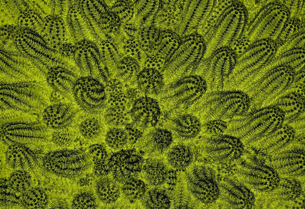 Photograph by Mario Fiorucci