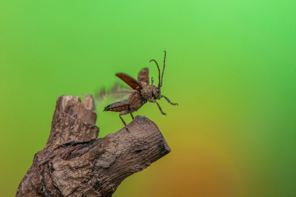 Photograph by Chamara Sulakkhana Polwatta Siriyalage