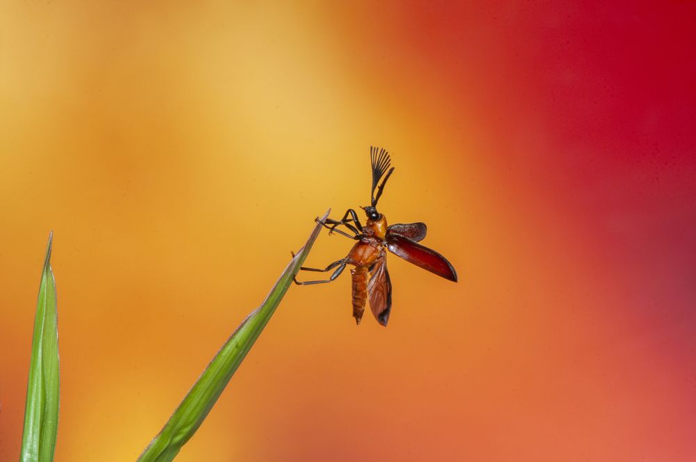 Photograph by Chamara Sulakkhana Polwatta Siriyalage