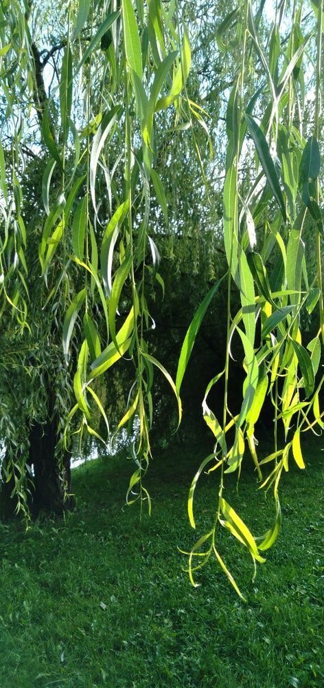 Photograph by Любовь Макарова