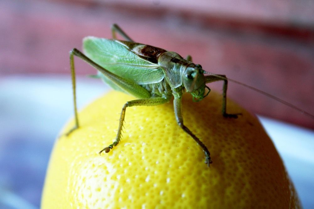 Photograph by Скорняков