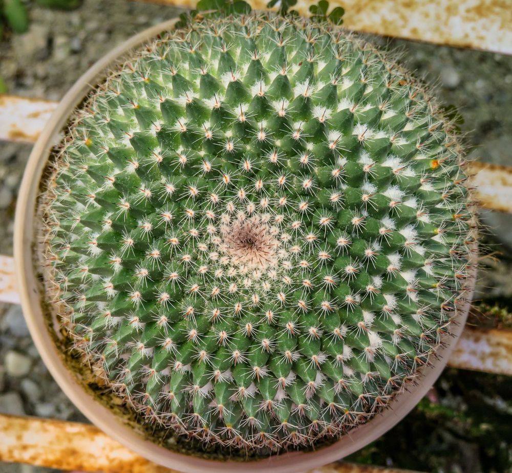 Photograph by Susmita Paul