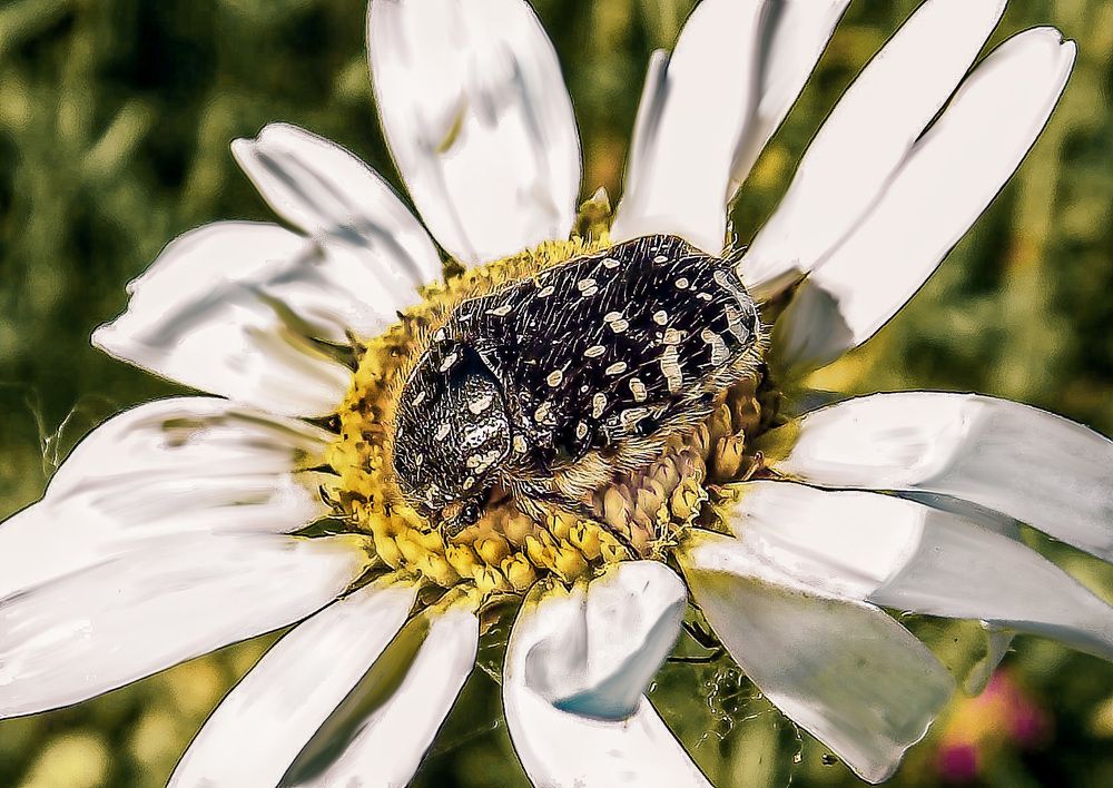 Жук в пятнышку.