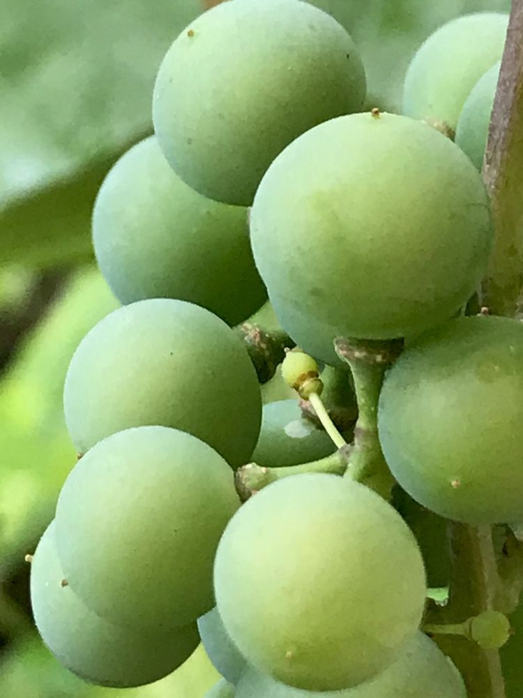 Photograph by Анар Амирова