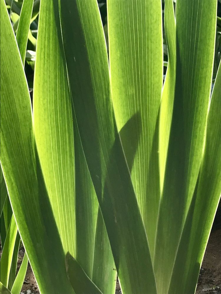 Photograph by Анар Амирова