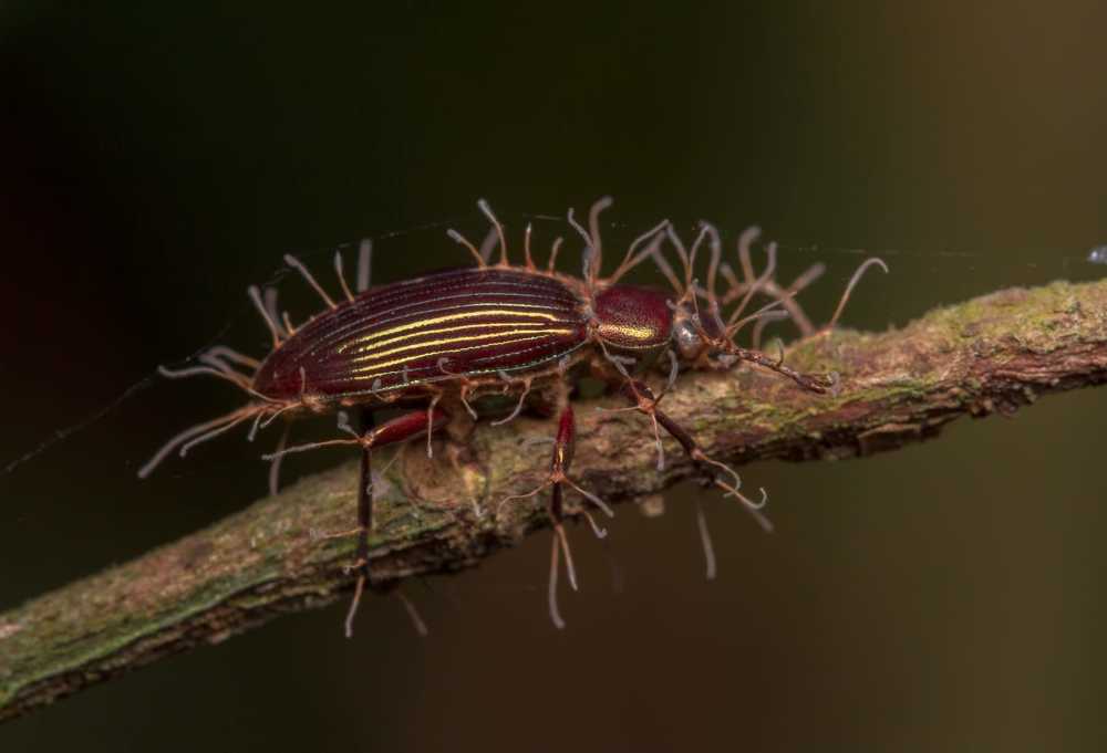 Zombie beetle