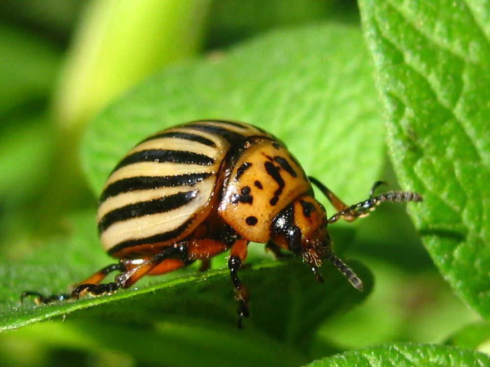 Колорадский картофельный жук.