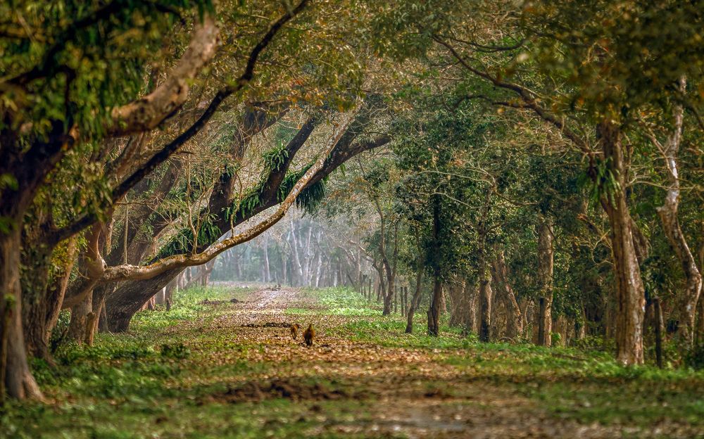 Photograph by Rajeeb Bharali