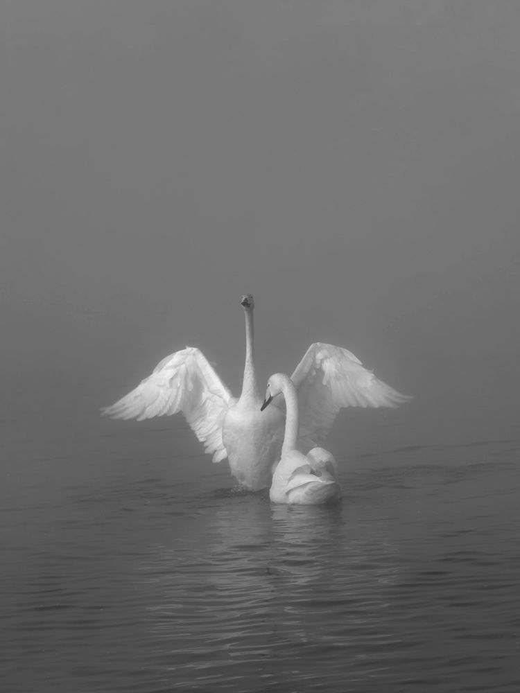 Удивительно красивые и грациозные