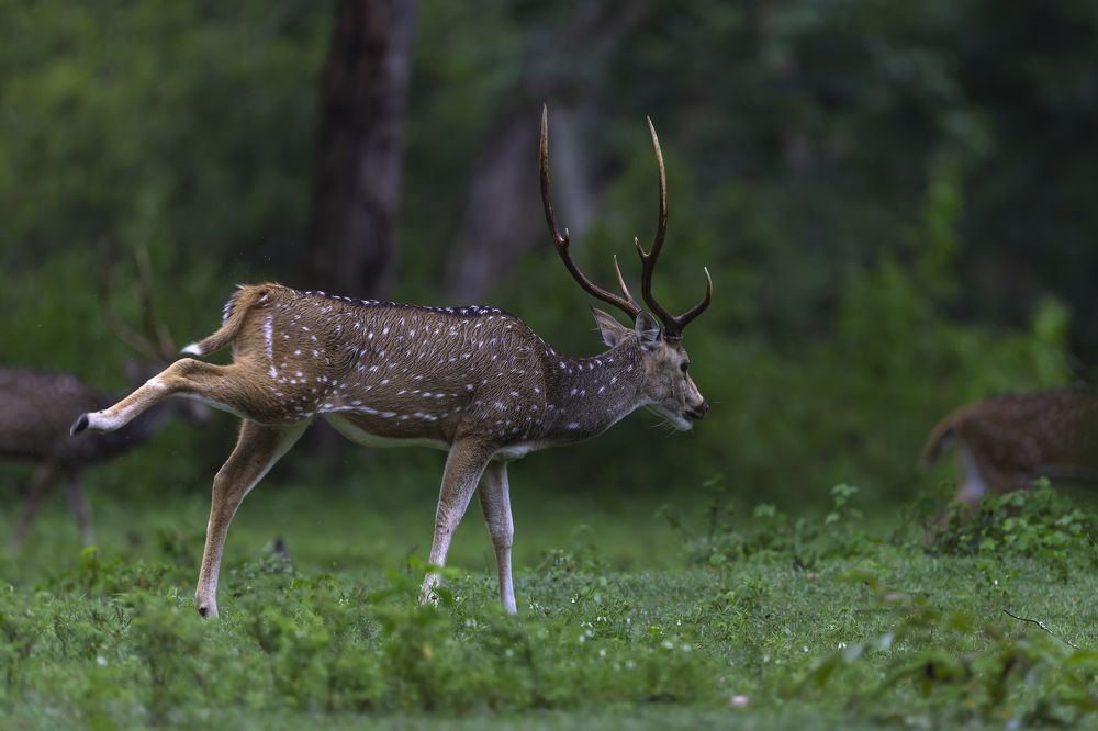 Photograph by Rajeeb Bharali