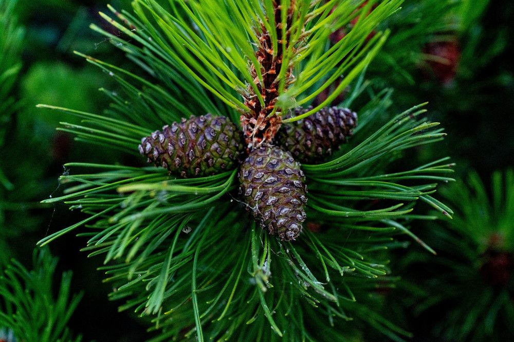 Photograph by Андрей Шишлов