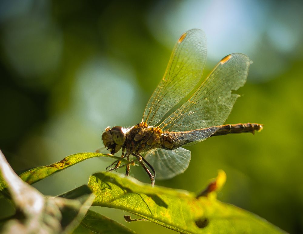 Photograph by Елена Хвойнова