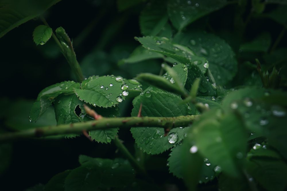 Photograph by Виталий Павлов