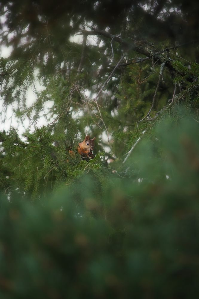 Photograph by Виктория Мамаева