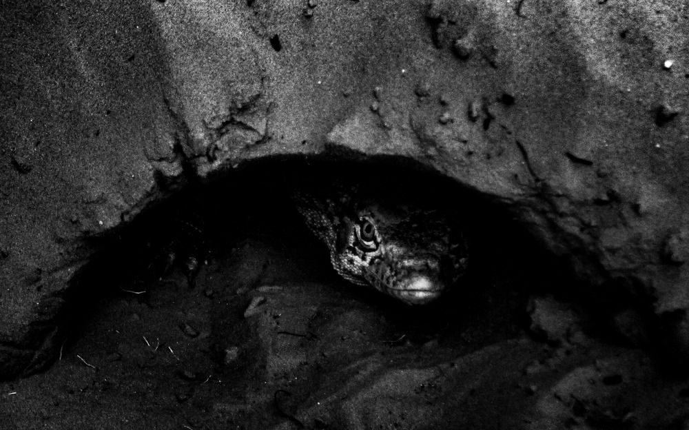 Photograph by Juan Sunset