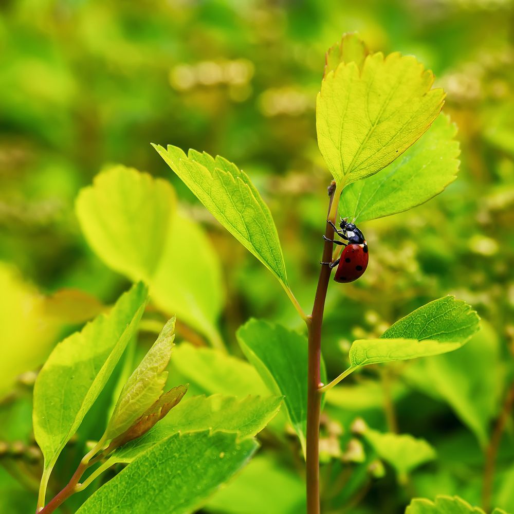 Photograph by Виталий Павлов