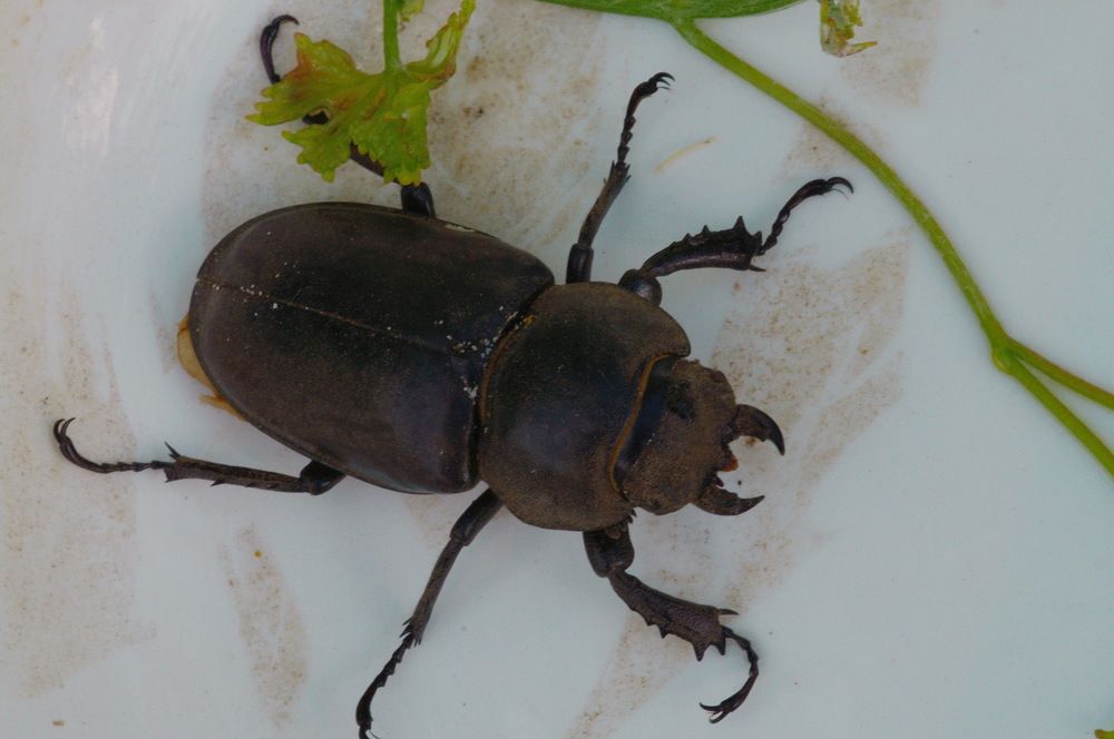 Фотография автора Медведев Сергей