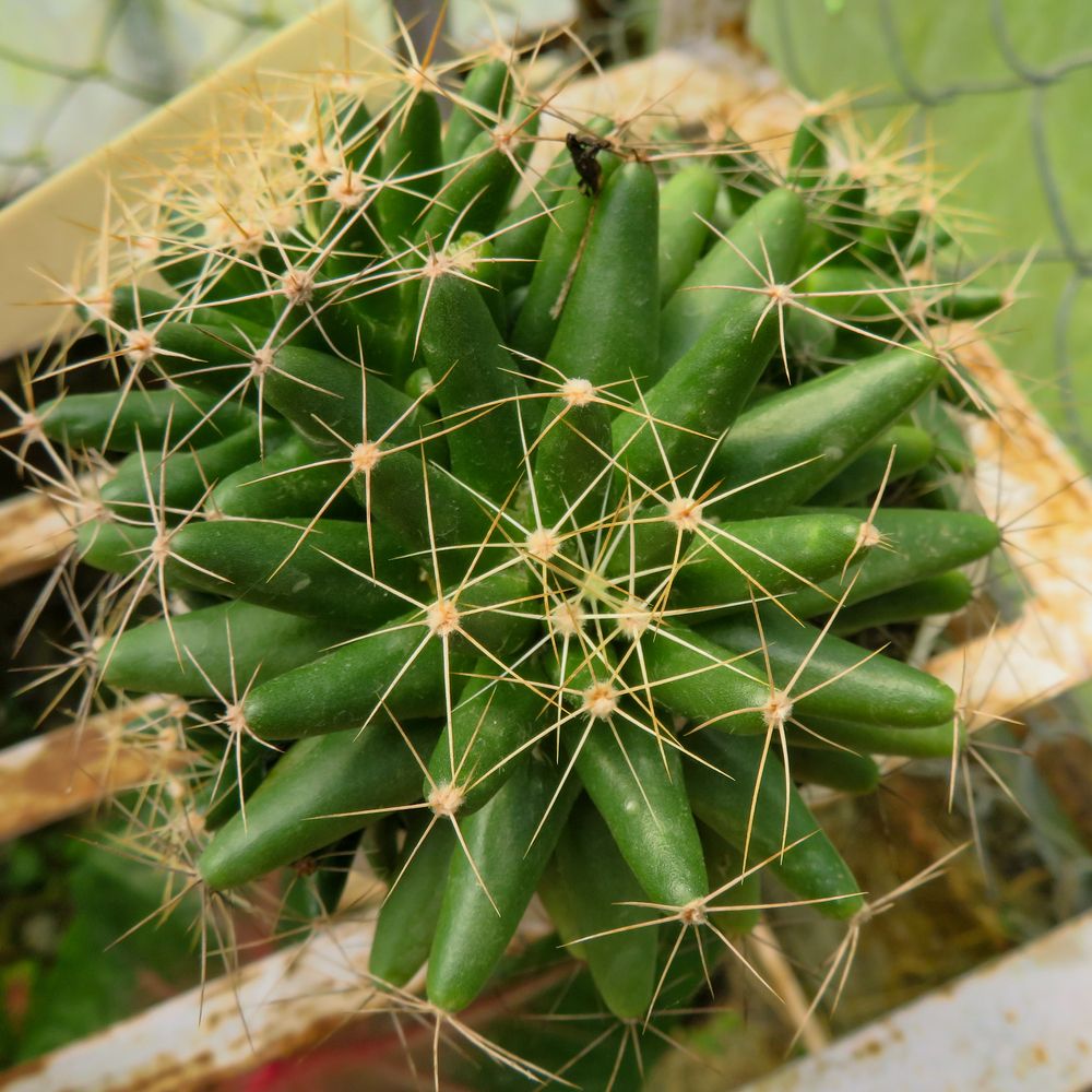 Photograph by Susmita Paul