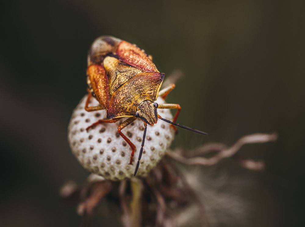 Photograph by Natalia Megelbey