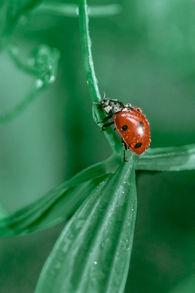 Photograph by Natalia Megelbey