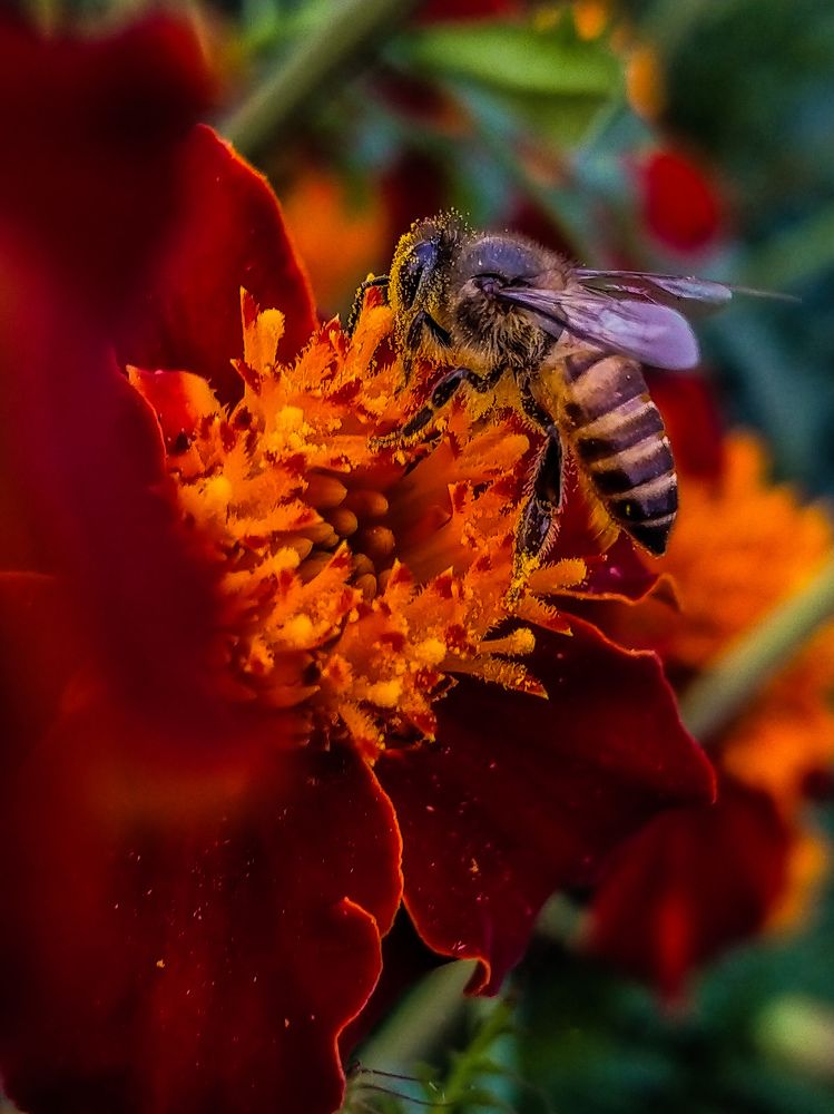 Photograph by Akash sasmal