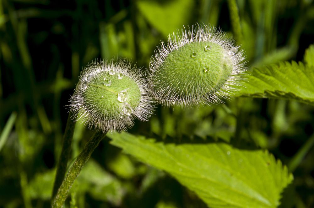 Зелёный цвет - 3