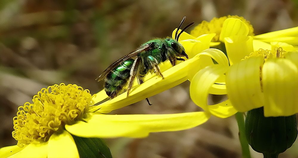 Green and yellow, the colors of Brazil (also in the fauna).
