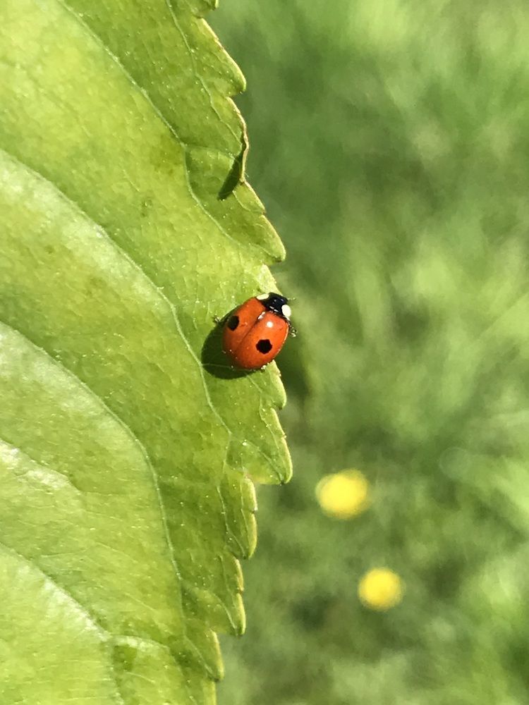 Photograph by Ольга Одаренко