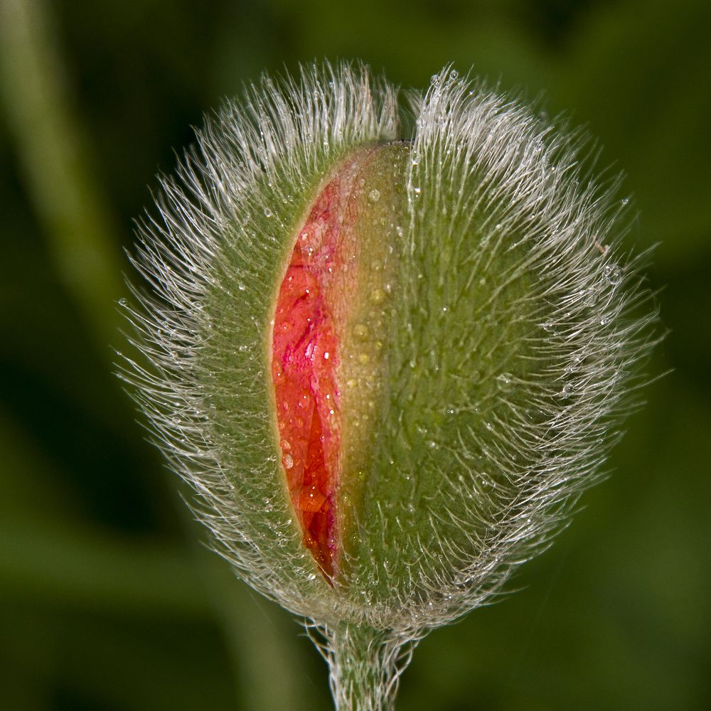 Зелёный цвет - 8