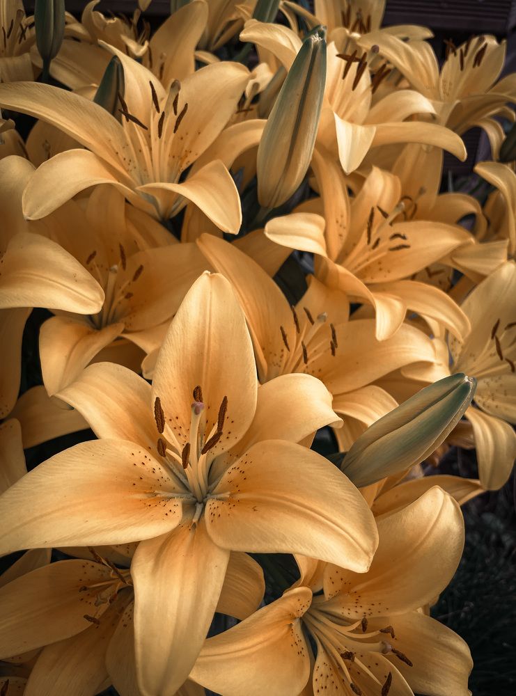 Фотография автора Anna NovaLova