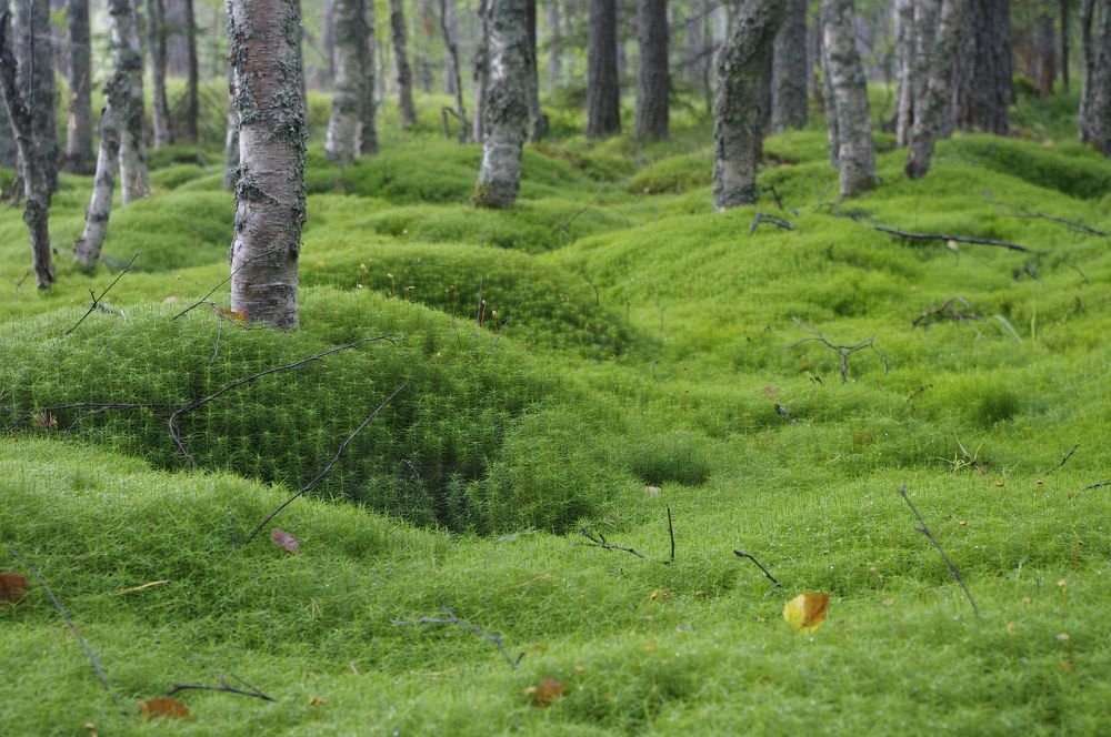 Фотография автора Olga Sarieva